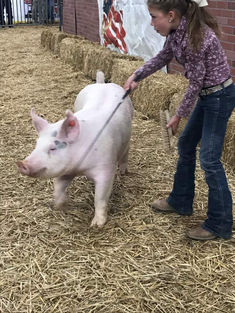 show animal